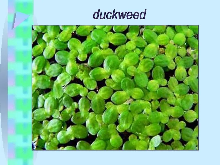 duckweed