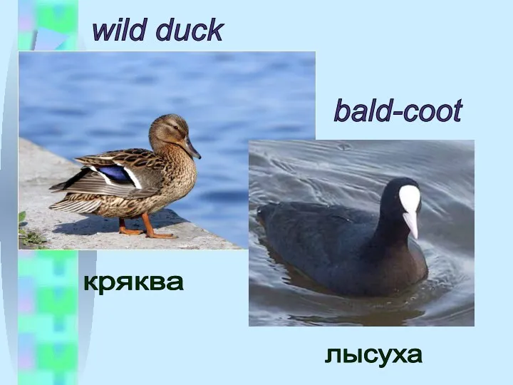 wild duck bald-coot кряква лысуха