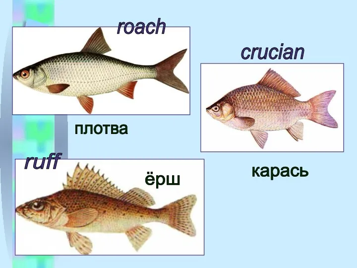 плотва ёрш карась roach ruff crucian