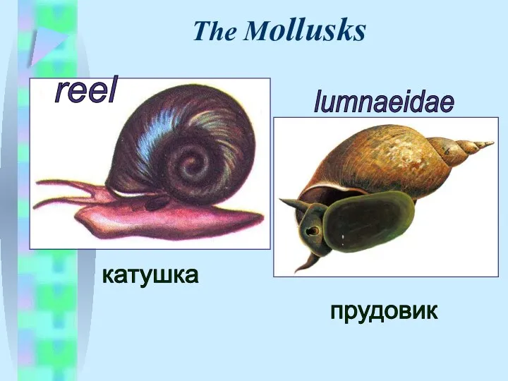 The Mollusks катушка прудовик reel lumnaeidae