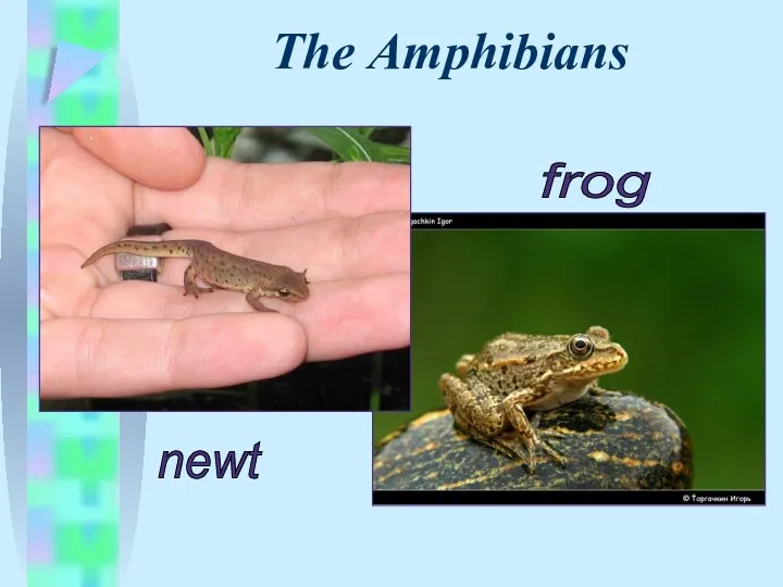 The Amphibians newt frog