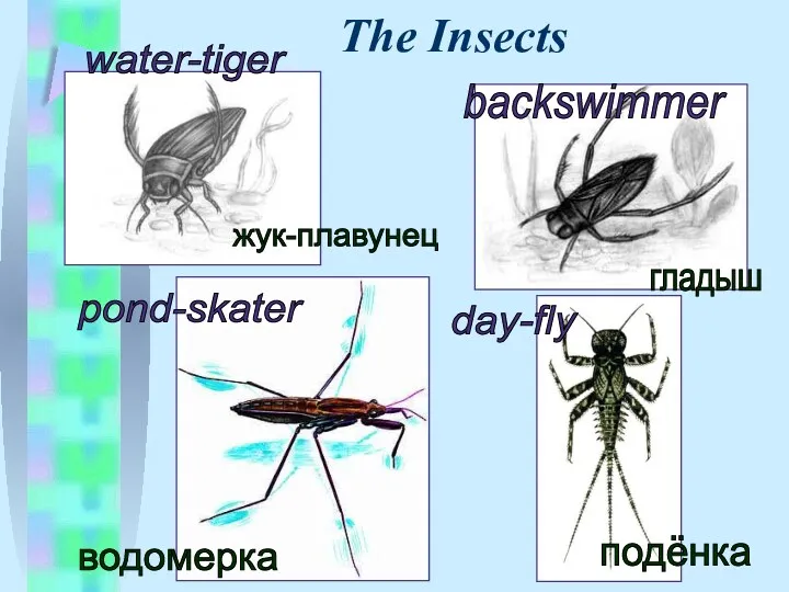 The Insects water-tiger backswimmer pond-skater day-fly жук-плавунец гладыш водомерка подёнка