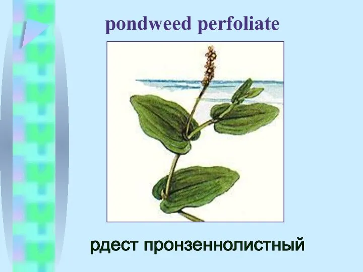 pondweed perfoliate рдест пронзеннолистный