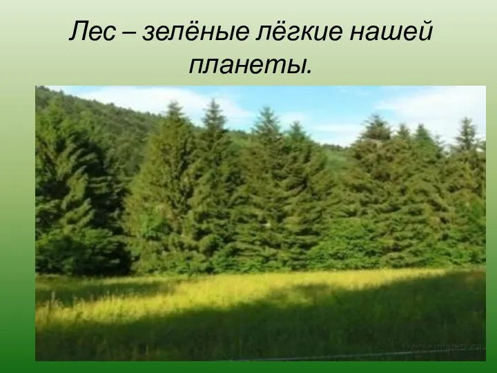 Лес – зелёные лёгкие нашей планеты.