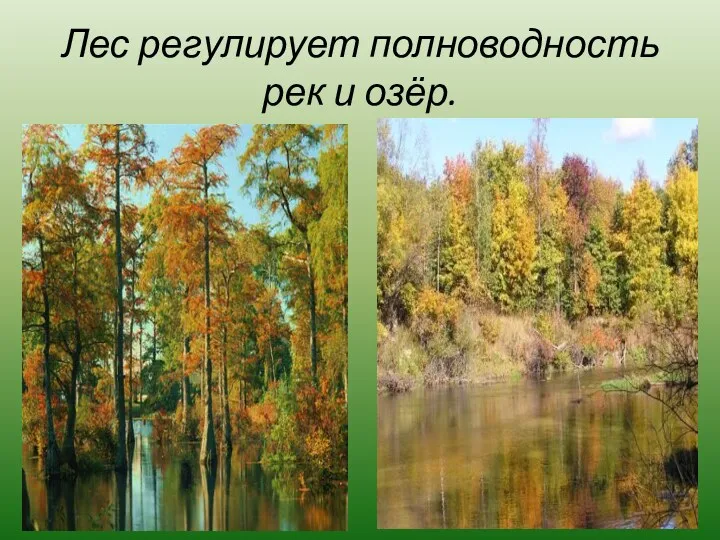 Лес регулирует полноводность рек и озёр.