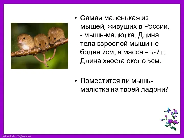 Самая маленькая из мышей, живущих в России, - мышь-малютка. Длина