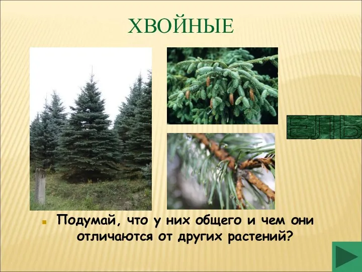 ХВОЙНЫЕ Подумай, что у них общего и чем они отличаются от других растений? ЕЛЬ