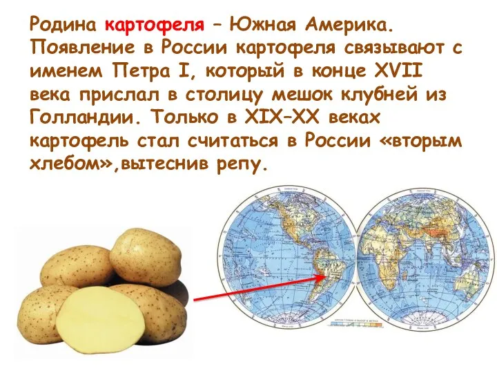 Родина картофеля – Южная Америка. Появление в России картофеля связывают с именем Петра