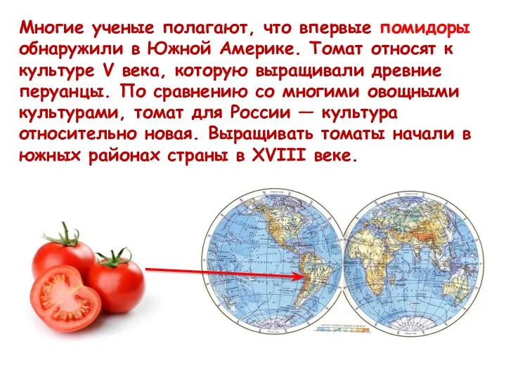 Многие ученые полагают, что впервые помидоры обнаружили в Южной Америке.