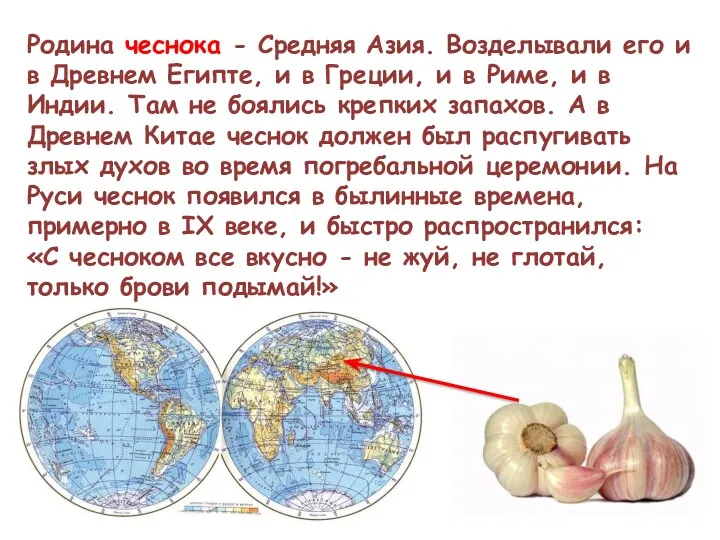 Родина чеснока - Средняя Азия. Возделывали его и в Древнем