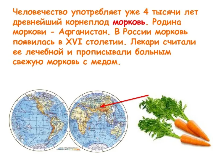 Человечество употребляет уже 4 тысячи лет древнейший корнеплод морковь. Родина