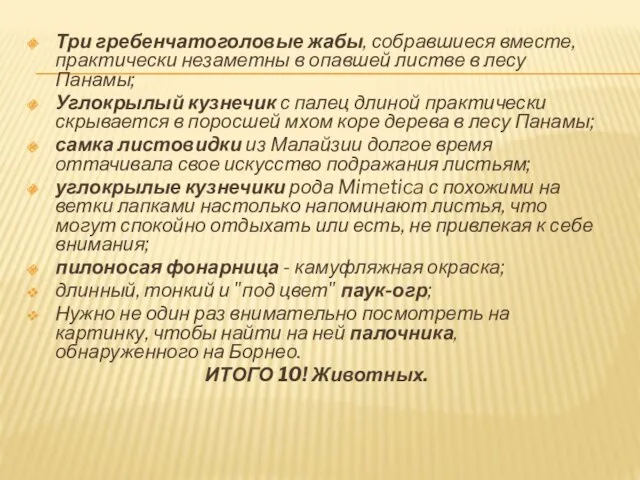 Три гребенчатоголовые жабы, собравшиеся вместе, практически незаметны в опавшей листве