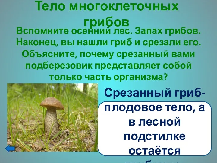 Тело многоклеточных грибов Вспомните осенний лес. Запах грибов. Наконец, вы