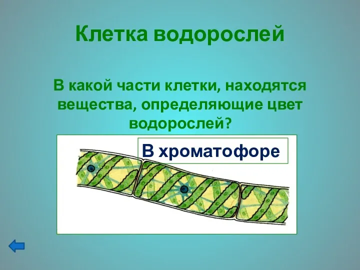 Клетка водорослей В какой части клетки, находятся вещества, определяющие цвет водорослей?