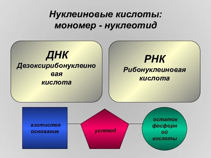 Нуклеиновые кислоты: мономер - нуклеотид ДНК Дезоксирибонуклеиновая кислота РНК Рибонуклеиновая