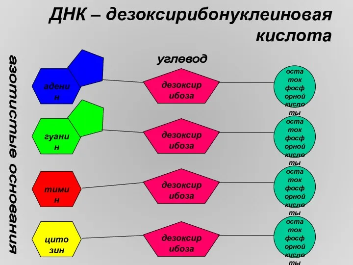 ДНК – дезоксирибонуклеиновая кислота аденин гуанин тимин цитозин дезоксирибоза дезоксирибоза
