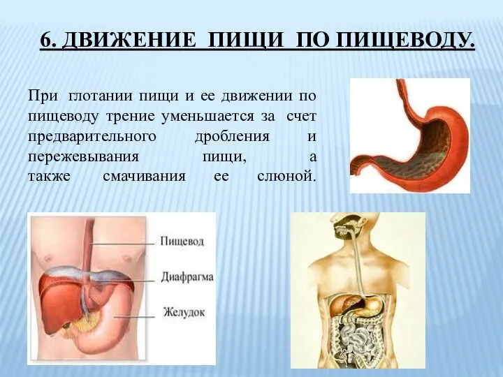 При глотании пищи и ее движении по пищеводу трение уменьшается за счет предварительного