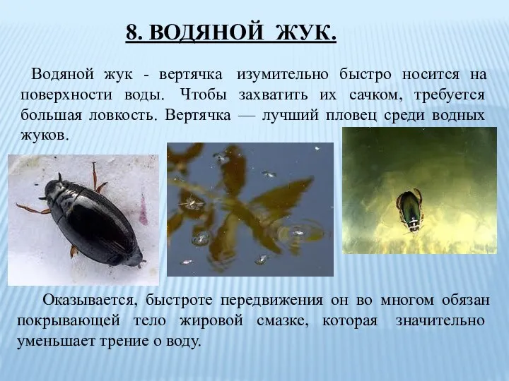 Водяной жук - вертячка изумительно быстро носится на поверхности воды. Чтобы захватить их