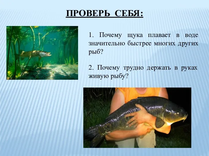 ПРОВЕРЬ СЕБЯ: 1. Почему щука плавает в воде значительно быстрее многих других рыб?