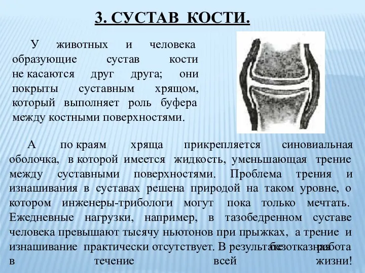 У животных и человека образующие сустав кости не касаются друг друга; они покрыты