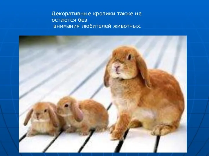 Декоративные кролики также не остаются без внимания любителей животных.