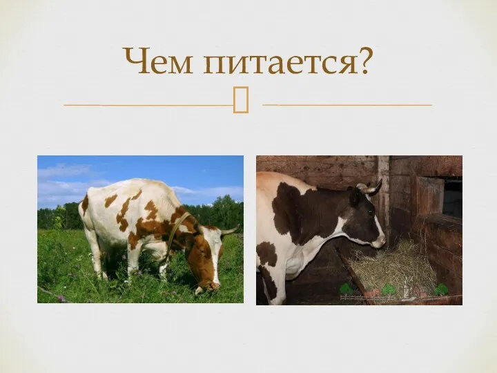 Чем питается?