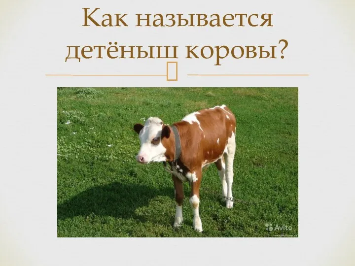 Как называется детёныш коровы?