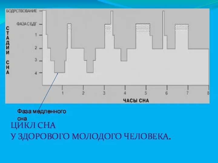 ЦИКЛ СНА У ЗДОРОВОГО МОЛОДОГО ЧЕЛОВЕКА. Фаза медленного сна