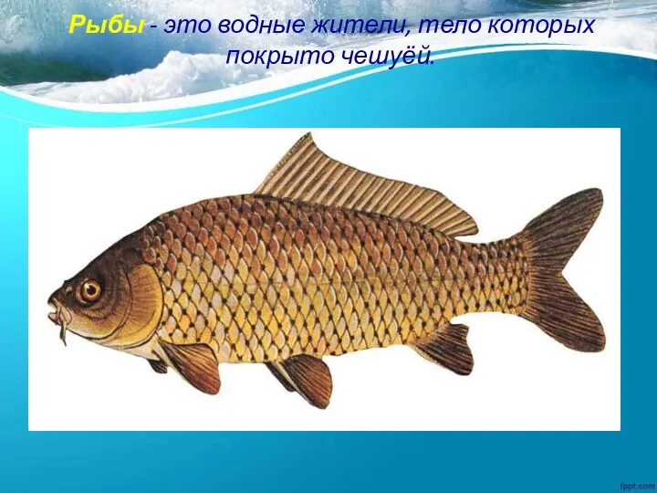 Рыбы - это водные жители, тело которых покрыто чешуёй.