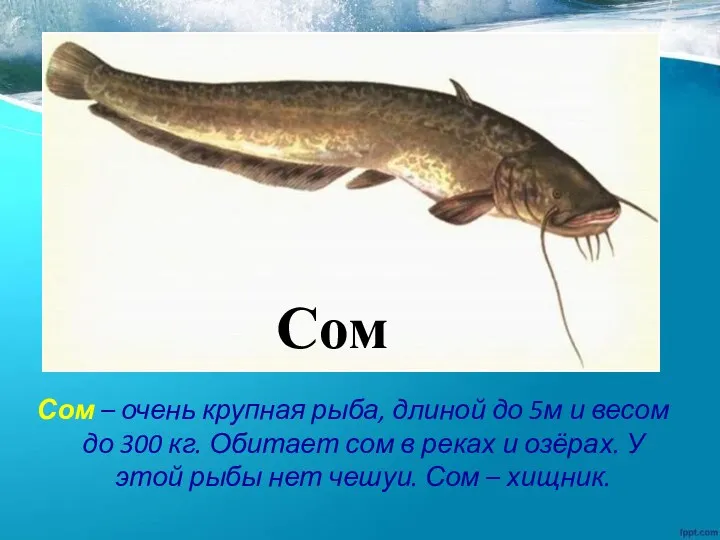 Сом – очень крупная рыба, длиной до 5м и весом
