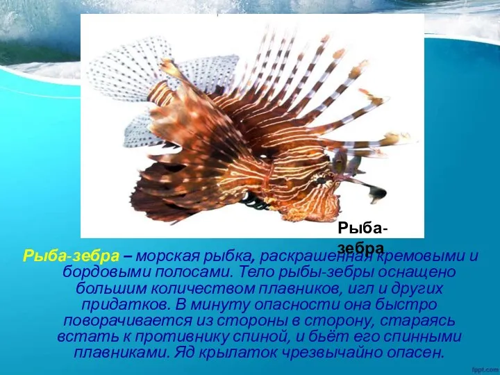 Рыба-зебра – морская рыбка, раскрашенная кремовыми и бордовыми полосами. Тело