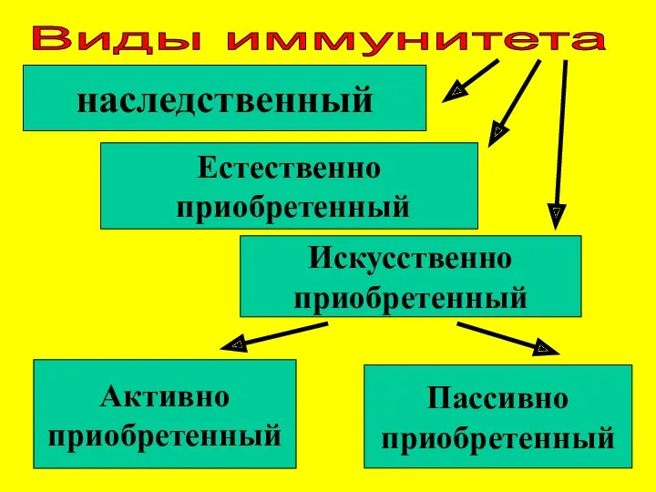 Виды иммунитета наследственный Естественно приобретенный Искусственно приобретенный Активно приобретенный Пассивно приобретенный