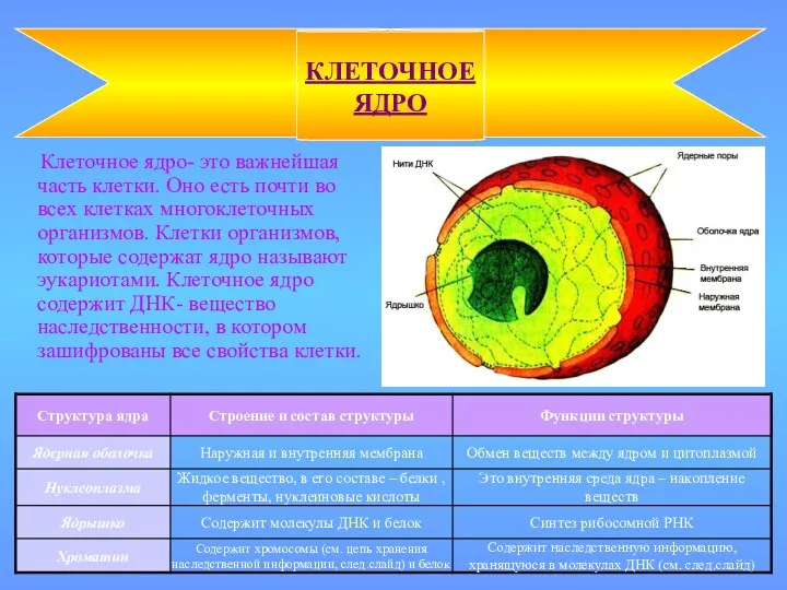 Клеточное ядро- это важнейшая часть клетки. Оно есть почти во