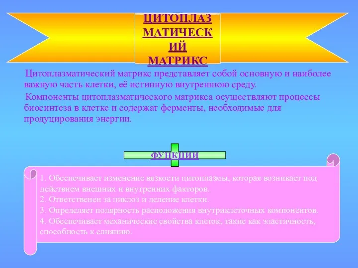 Цитоплазматический матрикс представляет собой основную и наиболее важную часть клетки,