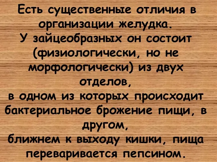 Есть существенные отличия в организации желудка. У зайцеобразных он состоит