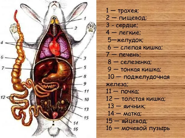 1 — трахея; 2 — пищевод; 3 - сердце; 4