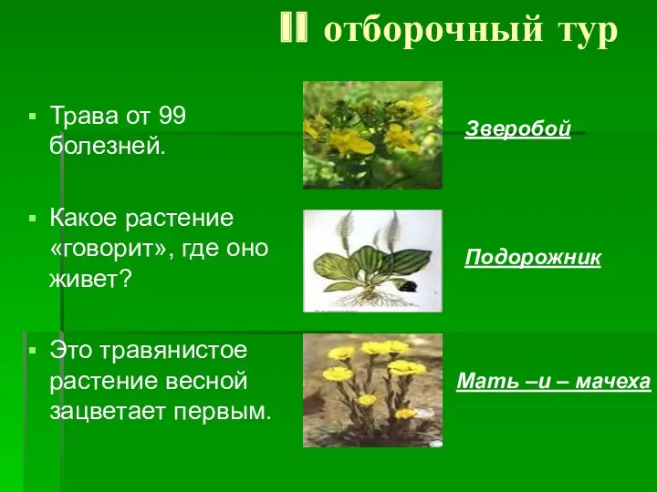 II отборочный тур Трава от 99 болезней. Какое растение «говорит»,