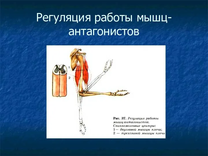 Регуляция работы мышц-антагонистов