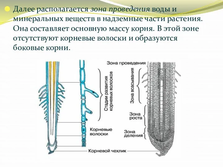 Далее располагается зона проведения воды и минеральных веществ в надземные