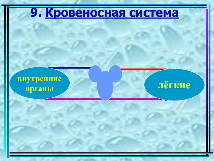 9. Кровеносная система лёгкие внутренние органы