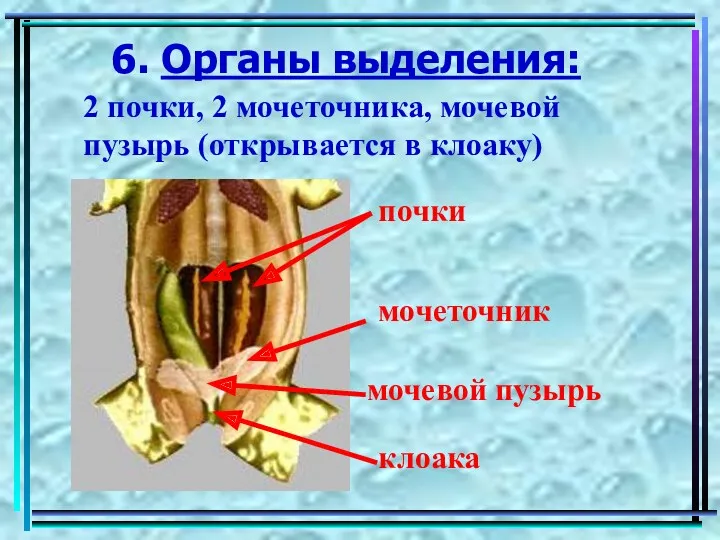6. Органы выделения: 2 почки, 2 мочеточника, мочевой пузырь (открывается
