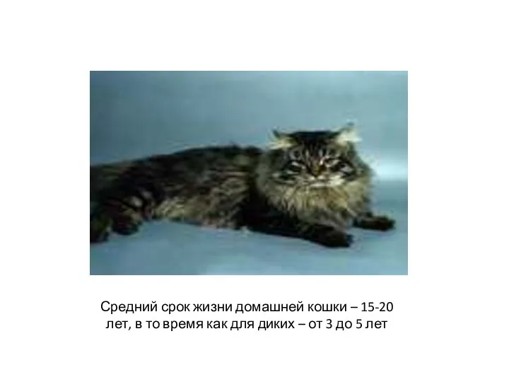 Средний срок жизни домашней кошки – 15-20 лет, в то