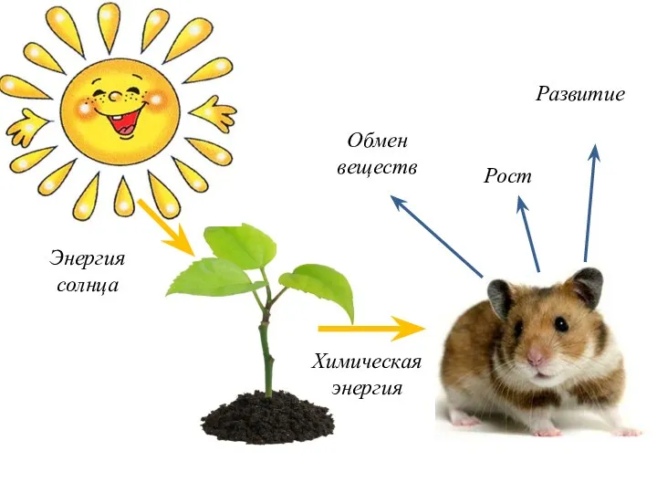 Энергия солнца Химическая энергия Обмен веществ Рост Развитие