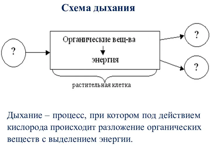 Схема дыхания Дыхание – процесс, при котором под действием кислорода