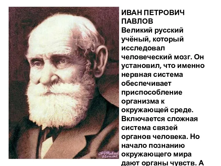 ИВАН ПЕТРОВИЧ ПАВЛОВ Великий русский учёный, который исследовал человеческий мозг. Он установил, что