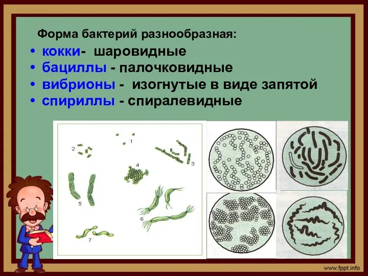 кокки- шаровидные бациллы - палочковидные вибрионы - изогнутые в виде