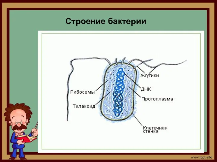 Строение бактерии