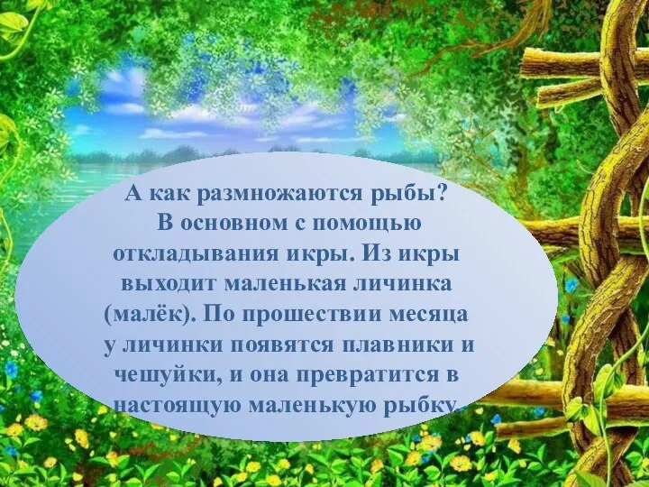 А как размножаются рыбы? В основном с помощью откладывания икры.