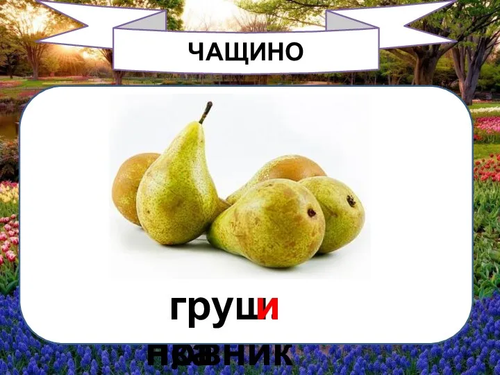 ЧАЩИНО кувш..нка и ш..повник и груш.. и