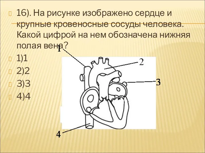 16). На рисунке изображено сердце и крупные кровеносные сосуды человека.